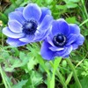 Votaniki Anemone Blue Poppy - Hardy Perennial, Long Lasting Blooms,