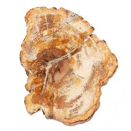 SUNYIK Irregular Natural Petrified Wood Slab Slice Stone Mineral Specimen 3"-5", Pack of 1