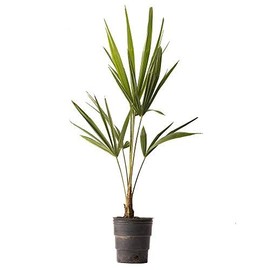 American Plant Exchange Windmill Palm Tree, 4-Inch Pot, Cold Hardy, Drought Tolerant, Easy Care Tropical Live Plant for Outdoor Landscapes