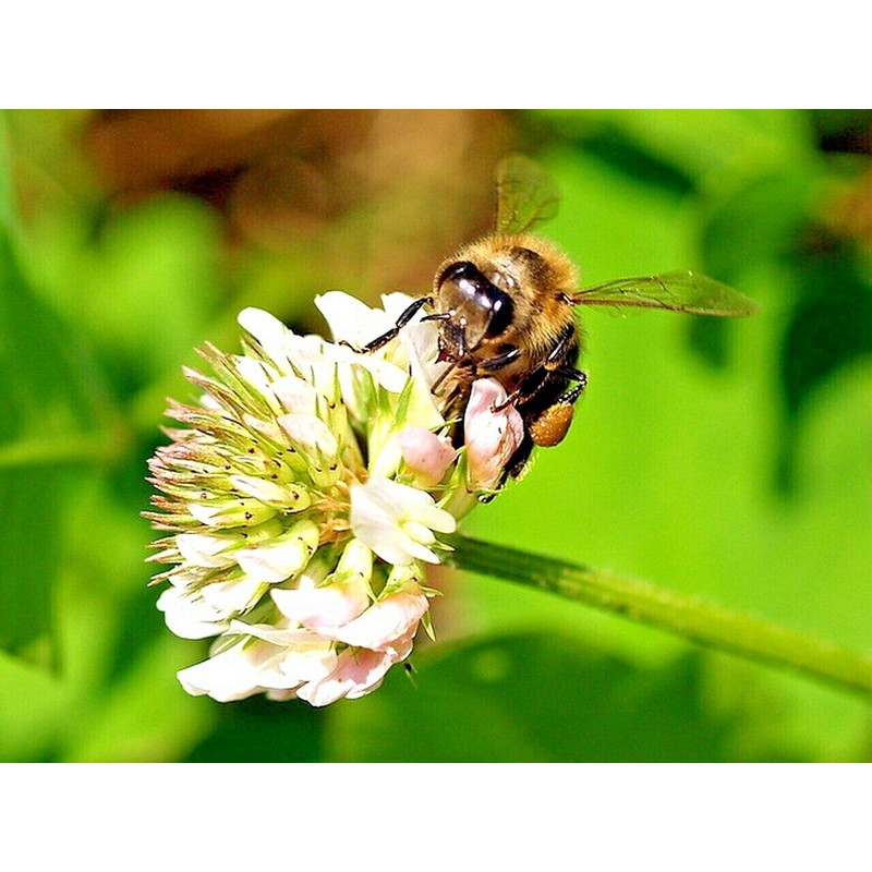 Little Seed Store 2001+BENEFICIA