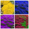1000 Pcs Magic Carpet Creeping Thyme1 Ground Cover Creeping Thyme