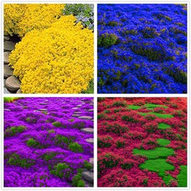 1000 Pcs Magic Carpet Creeping Thyme1 Ground Cover Creeping Thyme Seeds