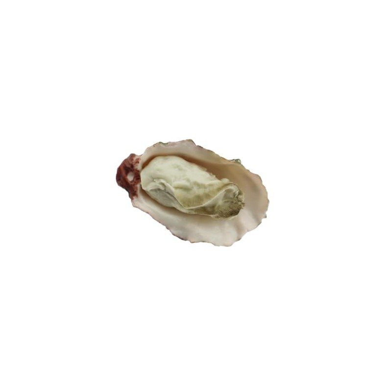 Speed Mao Oyster Food Model Food Sample Set of 5