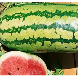 25 Garrisonian Watermelon Seeds for Planting Non GMO Heirloom Seeds Instant Latch Fresh Garden Seed