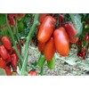 30+ Italian San Marzano Paste Tomato Seeds, Heirloom Non-GMO, Indeterminate,