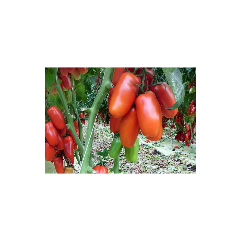 30+ Italian San Marzano Paste Tomato Seeds, Heirloom Non-GMO, Indeterminate,