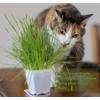 DesertUSA Cat Grass Refill Kit (3)