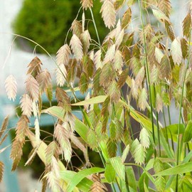 Outsidepride 1000 Seeds Perennial Chasmanthium Latifolium Northern Sea Oats Ornamental Grass Seed for Planting
