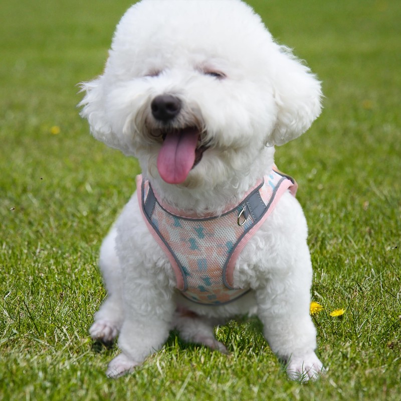 PawSailor Step-in Dog Harness Small Dogs, No Pull Adjustable Soft