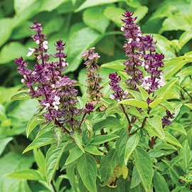 Persian Basil Seeds (Ocimum basilicum) Packet of 30 Seeds