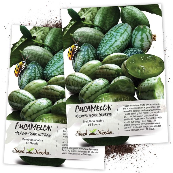 Seed Needs, Cucamelon/Mexican Sour Gherkin (Melothria scobra) Twin Pack of 65 Seeds Each
