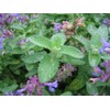 22Day Seeds: Seeds Catmint for Cats/Catnip Nepeta cataria/Non GMO/Heirloom