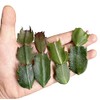 FOLIAGEMS No Root Plant cuttings from USKC (Thanksgiving Cactus cuttings