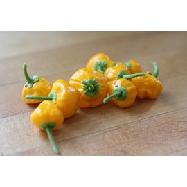 Jamaican Hot Yellow Scotch Bonnet Pepper Plant - 4" Pot