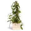 Live Vanilla Orchid, Vanilla Panifolia Orchid with Totem, Trailing Plant,