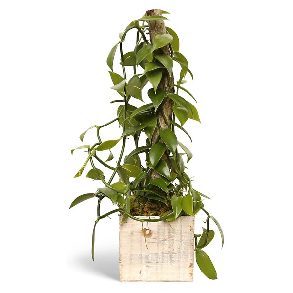 Live Vanilla Orchid, Vanilla Panifolia Orchid with Totem, Trailing Plant,