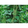 50 Asian Long Bean Seeds - Very Productive Heirloom -