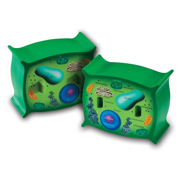 Learning Resources Cross-Section Plant Cell Model, Plant Anatomy, Science Classroom Accessories, 2 Foam Pieces, Ages 7+, Multi, 5 x 4 x 4.5 inches (LER1901)