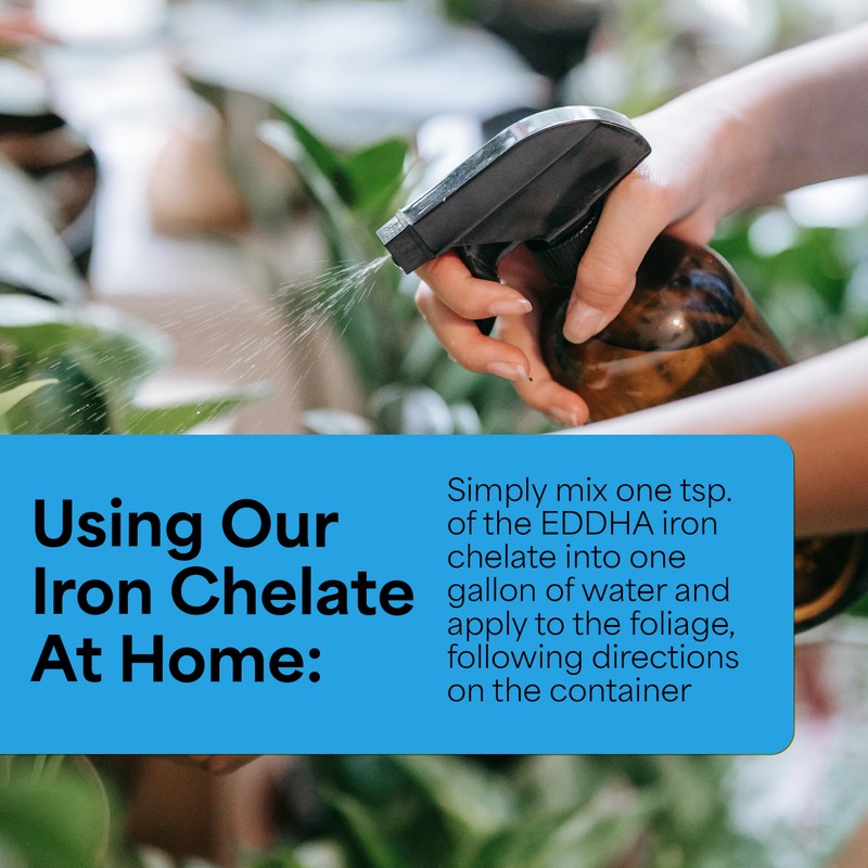 Grow More 0.2-0-0 EDDHA Iron Chelate for Greener Plants on