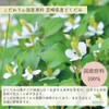 Marche Pure Dokudami Tea, Domestic Tea Pack, 0.07 oz (2