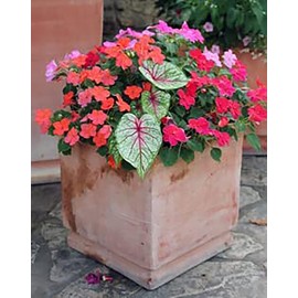 Carolyn Whorten Caladium Bulb - Large Size Root - Stunning Red and Green Foliage - Hardy in Zones 9-11 - Ideal for Shade Gardens and Containers