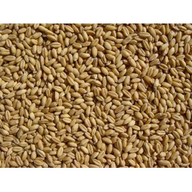 Soft White Wheat 20 Lbs, Joseph's Grainery Wheat Berries, All Natural, NON-GMO, Kosher Certified