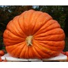 Canailles, 10-Pack Atlantic Giant Pumpkin Seeds, Huge Pumpkins Start Here,