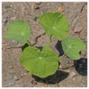 Everwilde Farms - 1 Lb Nasturtium Mix Wildflower Seeds -