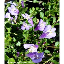Greenwood Nursery: Live Ground-Cover Plants - Creeping Mazus Reptans Walk On - [Qty: 5X 3.5 Pots] - (Click for Other Available Plants/Quantities)