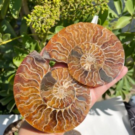 Wholesale Natural Ammonite Fossil Druzy Geode Reiki Shell Snail Slab Small Size Ammonite Fossil Pendant for HealingColor: Snail Fossil Stone Slab, Size: 200-300g