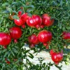 Dragon Garden's (Saipan) Pomegranate Tree Seeds (Punica granatum) "Apple of