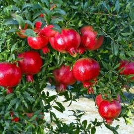 Dragon Garden's (Saipan) Pomegranate Tree Seeds (Punica granatum) "Apple of Granata Fruit" Shrub NON GMO - 10 SEEDS