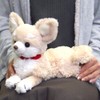 Sun Lemon P-3002 Hiza Dog Chihuahua Cream Plush Toy