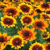 Black Eyed Susan Seeds - Toto Rustic - Packet -