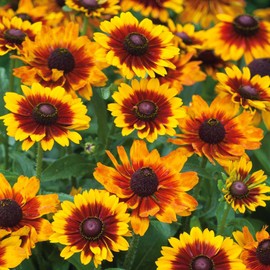 Black Eyed Susan Seeds - Toto Rustic - Packet - Red Flower Seeds, Hybrid Seed Attracts Bees, Attracts Butterflies, Attracts Pollinators, Easy to Grow & Maintain, Border