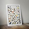 Where's Wildlife Pennsylvania's Backyard Birds Poster - Pennsylvania Bird Chart