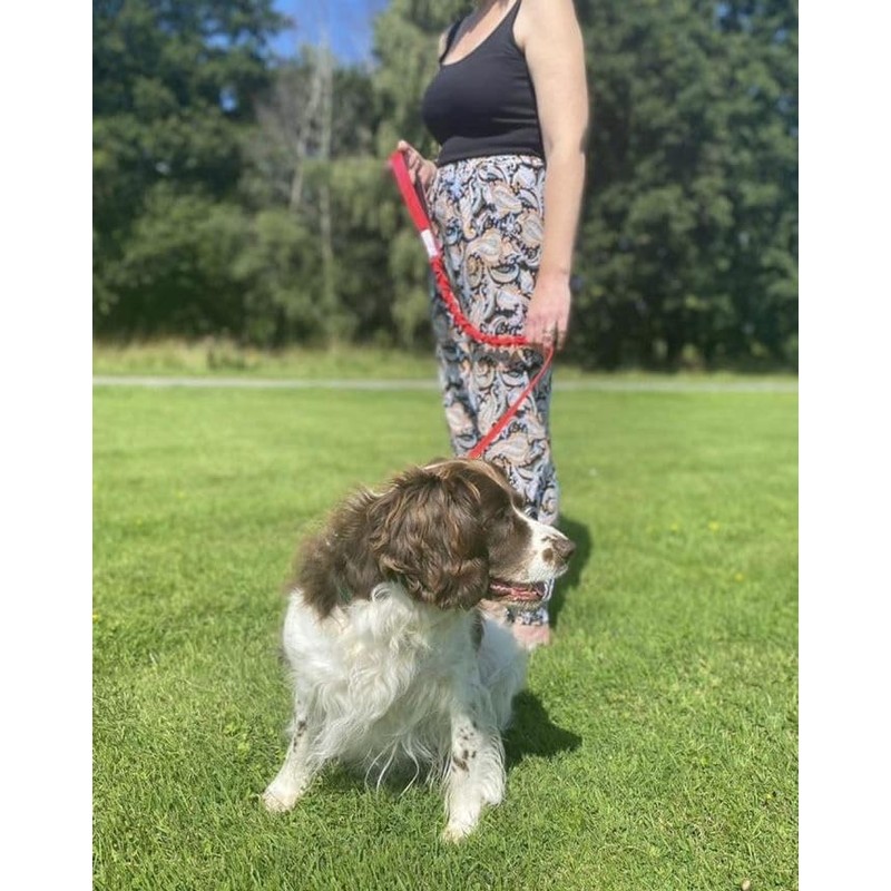Dog Lead With Shock Absorbing Bungee Cord Training Walking Leash