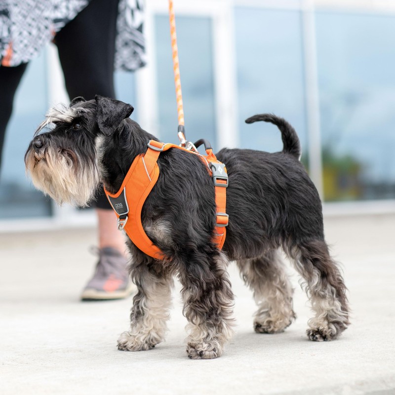 DOG Copenhagen Comfort Walk Pro 3.0 Harness, Classic Red, S