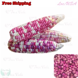 Treevale Organic Sticky Waxy Sweet White Purple Corn Seeds | NON-GMO Heirloom - 15 Seeds or 1/8 OZ