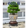 NOAMOO 20 Inch Plant Caddy with Wheels Outdoor Indoor, Extra