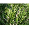 Classy Groundcovers, Liriope spicata, Ophiopogon spicatus (50 Bare Root Plants)