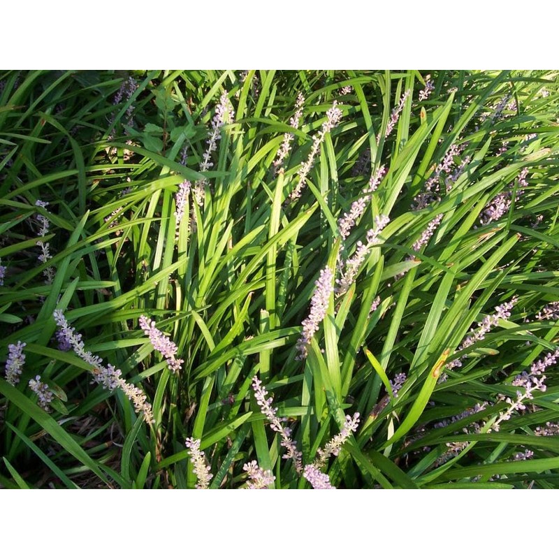 Classy Groundcovers, Liriope spicata, Ophiopogon spicatus (50 Bare Root Plants)