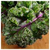 Everwilde Farms - 1 Oz Red Russian Kale Seeds -
