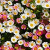 Outsidepride Erigeron Karvinskianus - 1000 Seeds