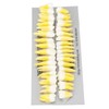 1:1 Scale Permanent Tooth Model 32pcs Dual Colors Permanent Resin