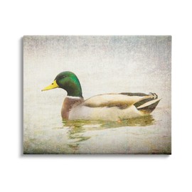 Stupell Industries Peaceful Mallard Duck Bird Swimming Water Detailed, Design by Daniel Sproul