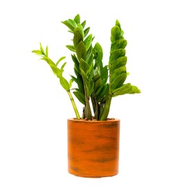 ROCKRAIN 7.8 Inch Self-Watering Planter Pot: Hand-Painted ABS Plastic - Classic Dark Brown Cylindrical Design for Indoor & Outdoor Plants - Weather-Resistant & Easy Assembly