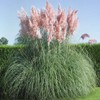 Outsidepride Pink Pampas Ornamental Grass Plant Seeds - 1000 Seeds