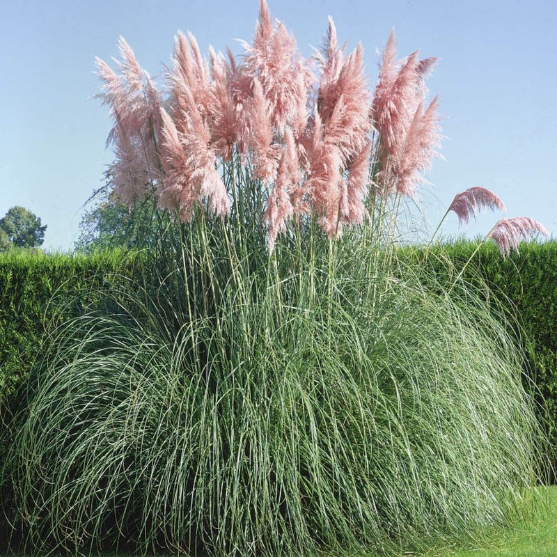 Outsidepride Pink Pampas Ornamental Grass Plant Seeds - 1000 Seeds
