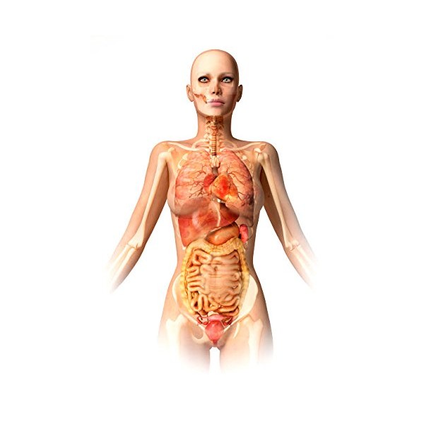 Female body with bone skeleton and internal organs superimposed Poster